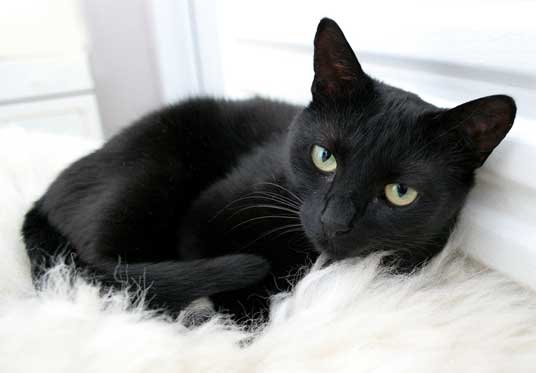 القطة السوداء في المنام لابن سيرين