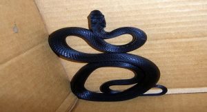 ما هو تفسير حلم الثعبان الاسود