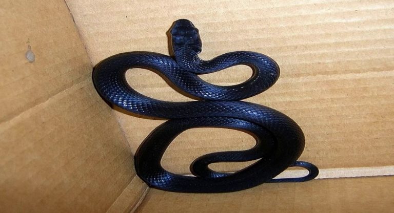 ما هو تفسير حلم الثعبان الاسود