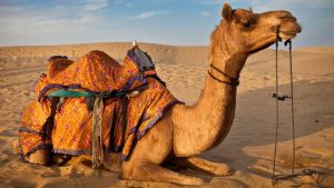 تفسير حلم الجمل يعضني