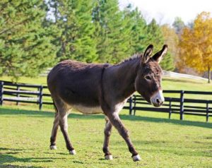 تفسير حلم الحمار