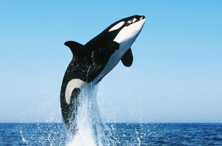 تفسير حلم الحوت للعزباء