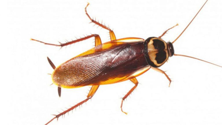 تفسير حلم الصراصير الكبيرة