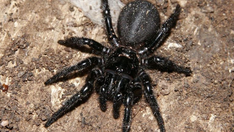 تفسير حلم العنكبوت الأسود