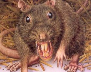 رؤية الفأر في المنام