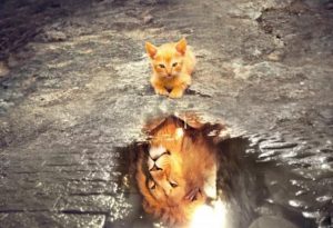 ما هو تفسير حلم القطط