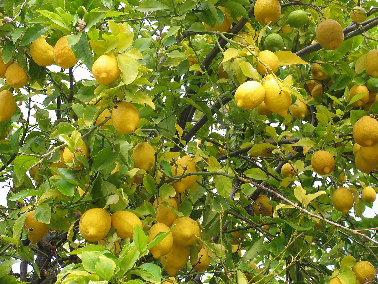 تفسير حلم الليمون الأخضر في المنام