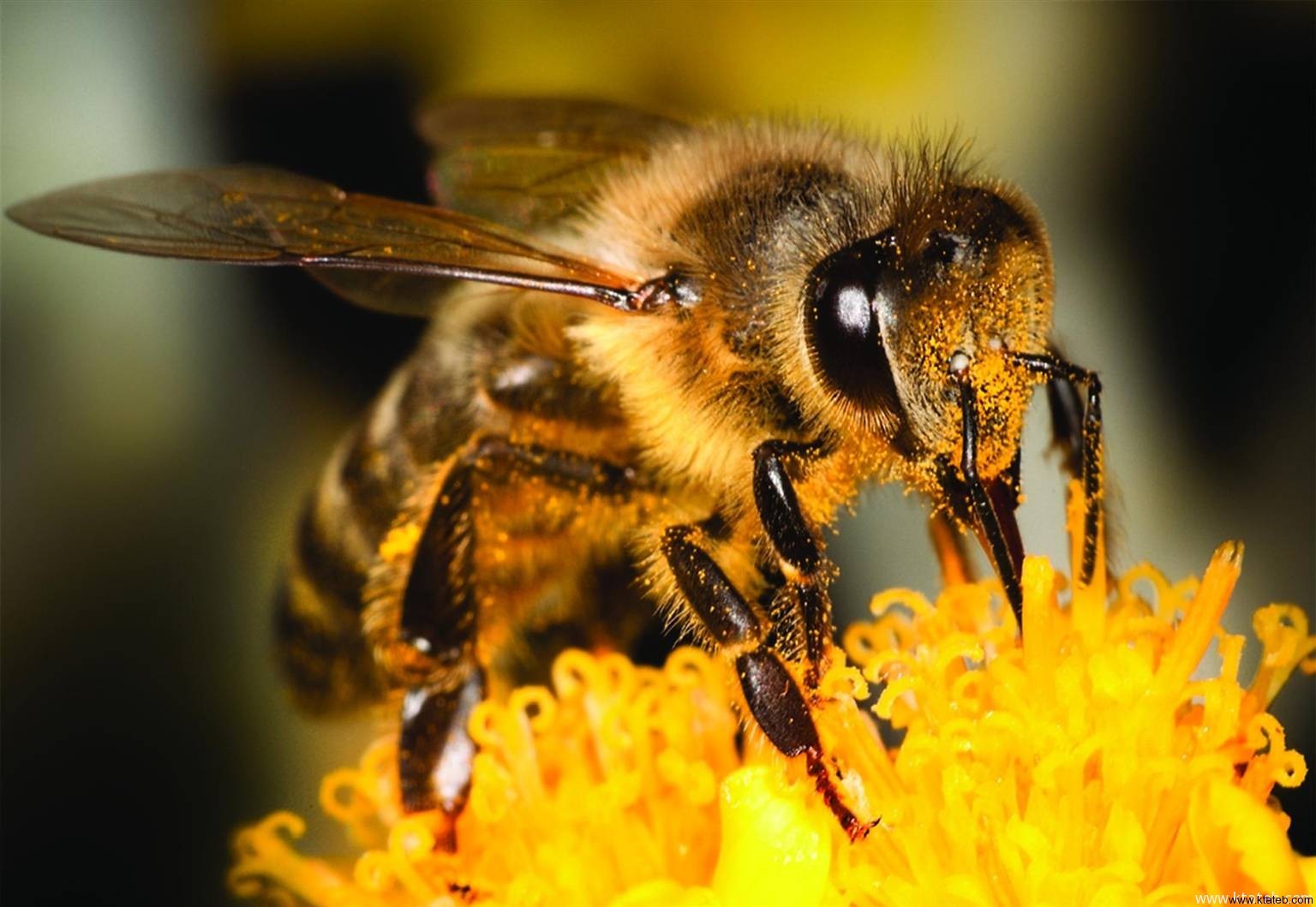 تفسير حلم النحل يطاردني