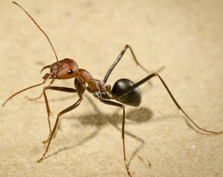 رؤية النمل في الحلم للعزباء
