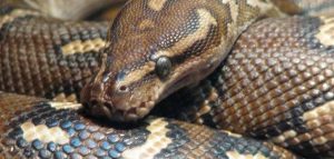 تفسير حلم ثعبان كبير رمادي