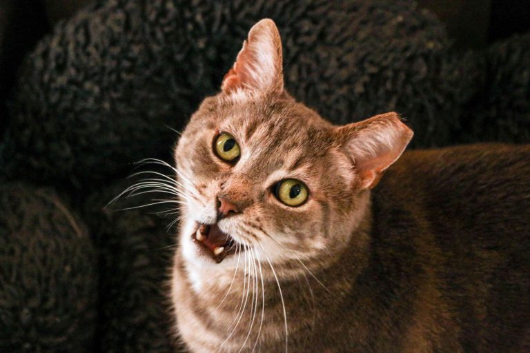 تفسير حلم قطة تعضني في رجلي