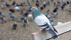 الحمام في المنام