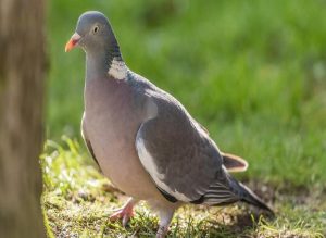 الحمام في الحلم