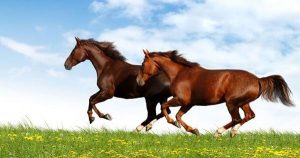 رؤية الخيل في المنام