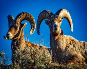 رؤية الكبش في الحلم