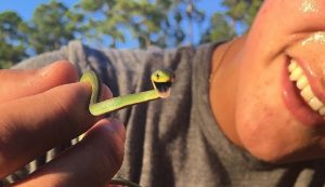 تفسير حلم الثعابين الكثيرة