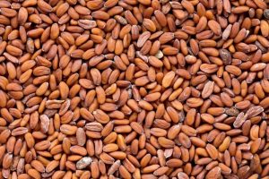 تعرف على فوائد حب الرشاد للرجال