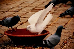 ذبح الحمام في المنام