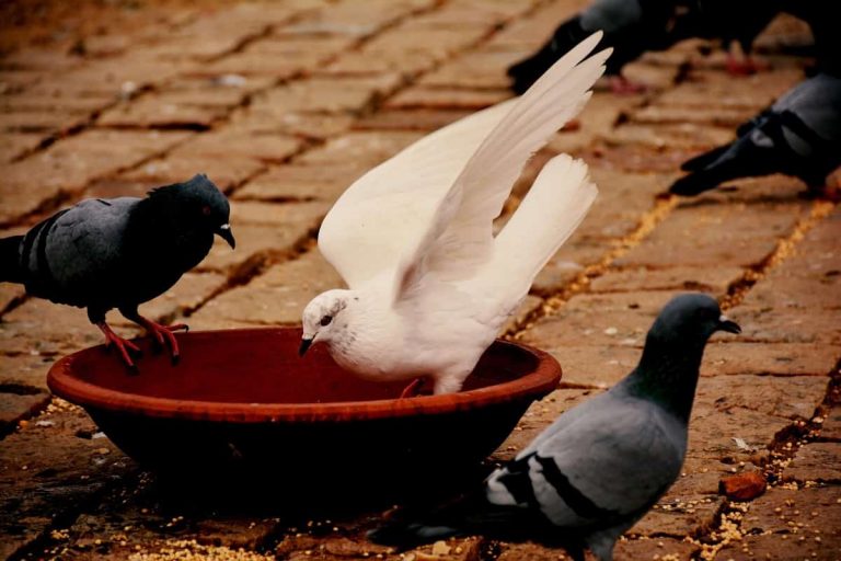 ذبح الحمام في المنام