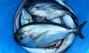 رؤية السمك في المنام للمتزوجة