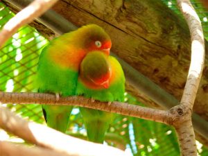 رؤية العصفور في المنام