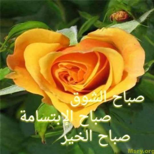 رسائل حب صور مكتوب عليها صباح الشوق صباح الابتسامه صباح الخير رسايل حب رسائل حب 2017 مسجات حب