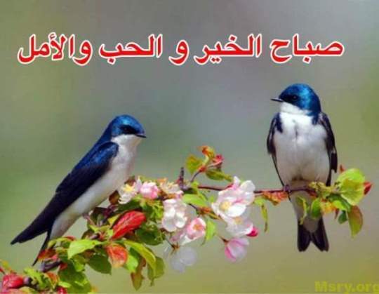 رسائل حب مكتوب عليها صباح الخير والحب والامل والسعاده رسايل حب رسائل حب 2017 مسجات حب a9063