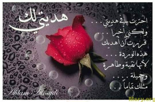رسائل حب مكتوب عليها احترت فى هديتى ولكنى اخيرا قررت ان اهديك هذه الورده لانها نقيه وطاهره رسايل حب رسائل حب 2017 مسجات حب a9070