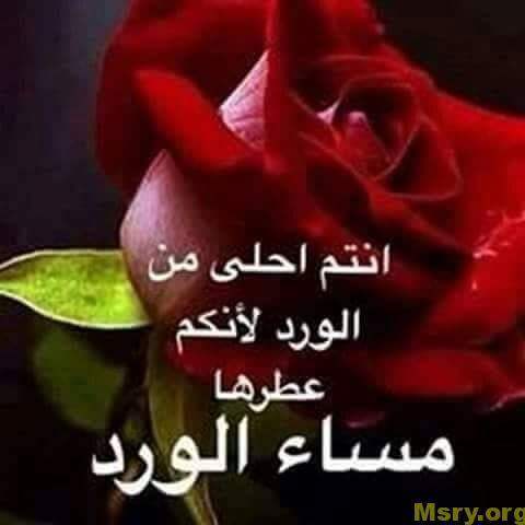 رسائل حب مكتوب عليها انتم احلى من الورد لانكم عطرها مساء الورد رسايل حب رسائل حب 2017 مسجات حب a9072
