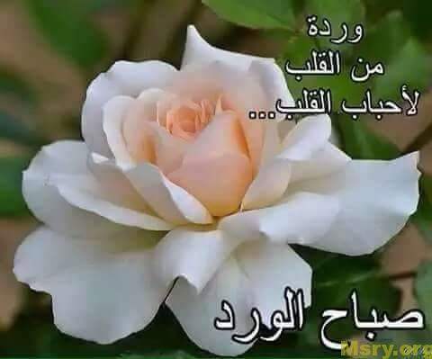رسائل حب مكتوب عليها ورده من القلب لاحباب القلب صباح الورد رسايل حب رسائل حب 2017 مسجات حب a9077