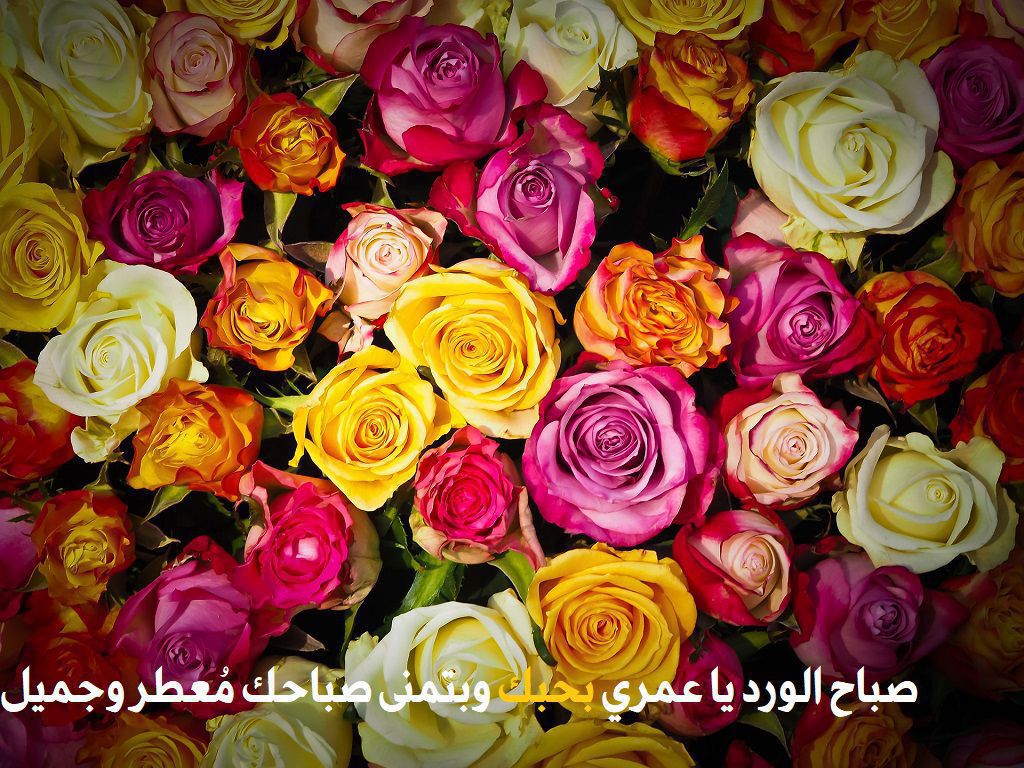  الورد يا عمري - موقع مصري