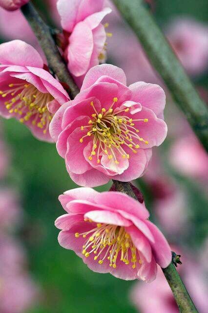 صورة اجمل وردة للحبيب لونها روز
