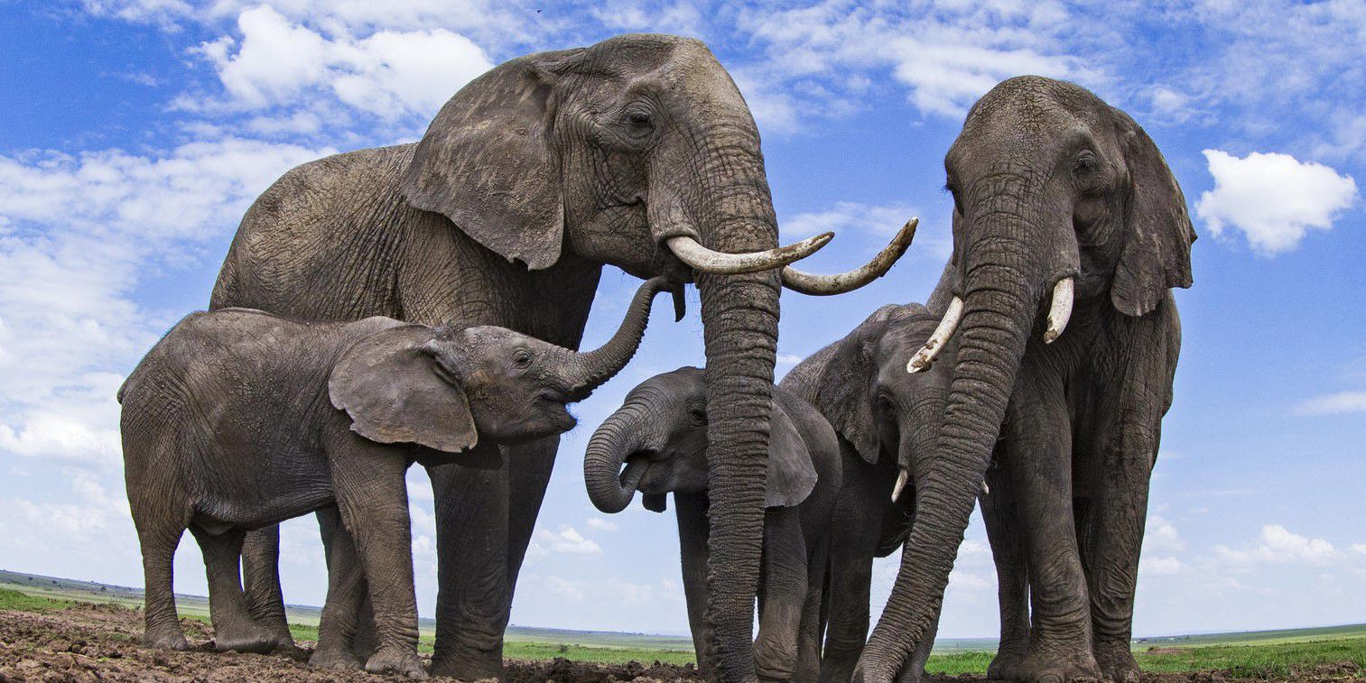 الفيل في المنام للعزباء