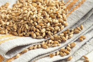 ما هي طريقة استخدام جنين القمح