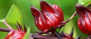 ما هي طريقة عمل الكركديه الساقع