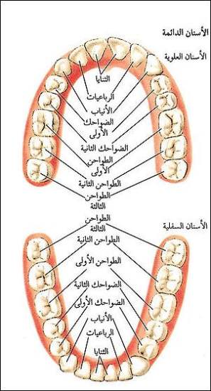  الاسنان - موقع مصري