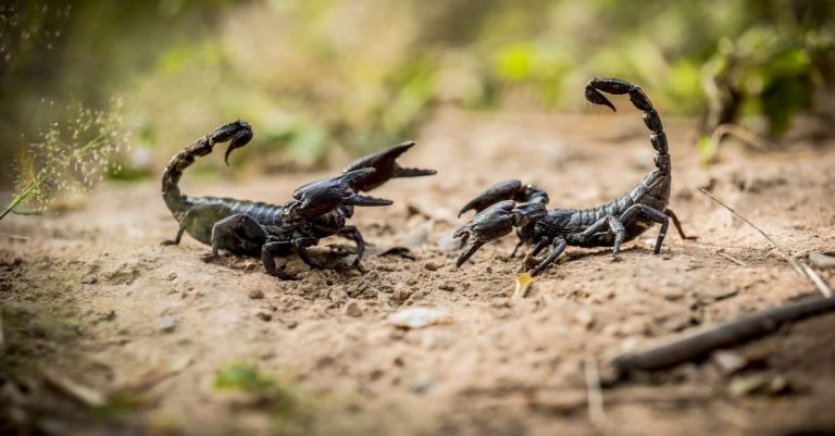 تفسير حلم قتل عقرب