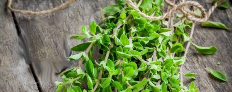 تعرف على فوائد البردقوش للدورة الشهرية