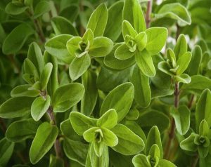 ما هي البردقوش للهرمونات