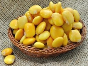 ما هي فوائد الترمس