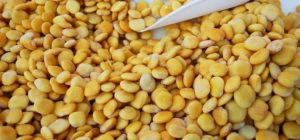 ما هي فوائد الترمس للحامل