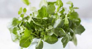 ما هي فوائد الجرجير للحامل