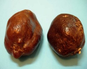 ما هي اهم فوائد الدوم