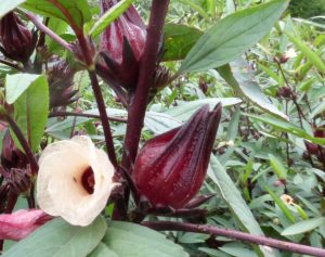 تعرف على فوائد الكركديه للتنحيف