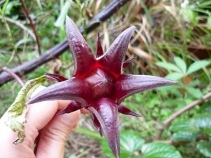 ما لا تعرفه عن فوائد الكركديه للدم