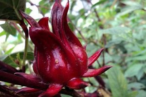 ما هي فوائد الكركديه وأضراره