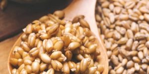 جنين القمح وفائدته للرجال
