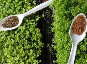 ما هي فوائد حب الرشاد للمفاصل