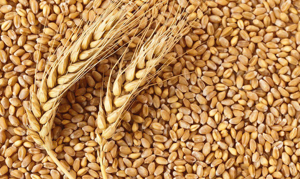 ما هي فوائد حبوب القمح