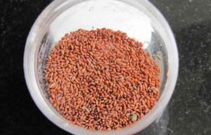 حب الرشاد وكيفية استعمالة